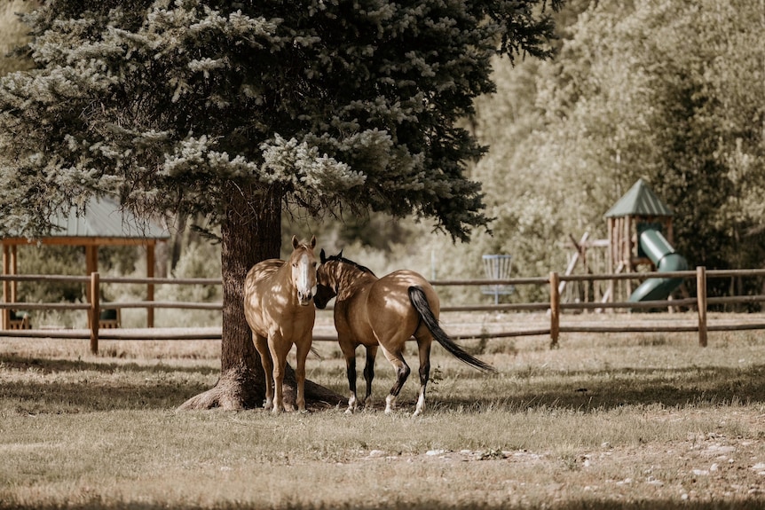Horse Hotel And Cabin - Colorado