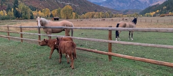 Horse Hotel and Cabin