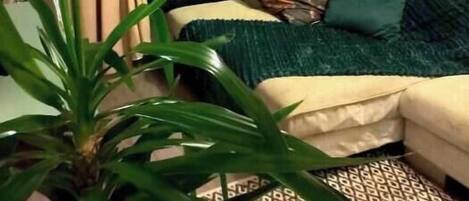 A living room with a sofa, a potted plant, and a patterned rug.