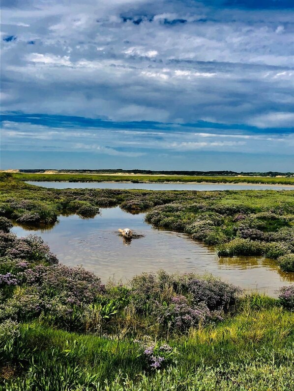 A natural landscape with a body of water, surrounded by green vegetation and a cloudy sky. - La Maison Verte Vacation Rental in the Somme Bay (Fort-Mahon-Plage)