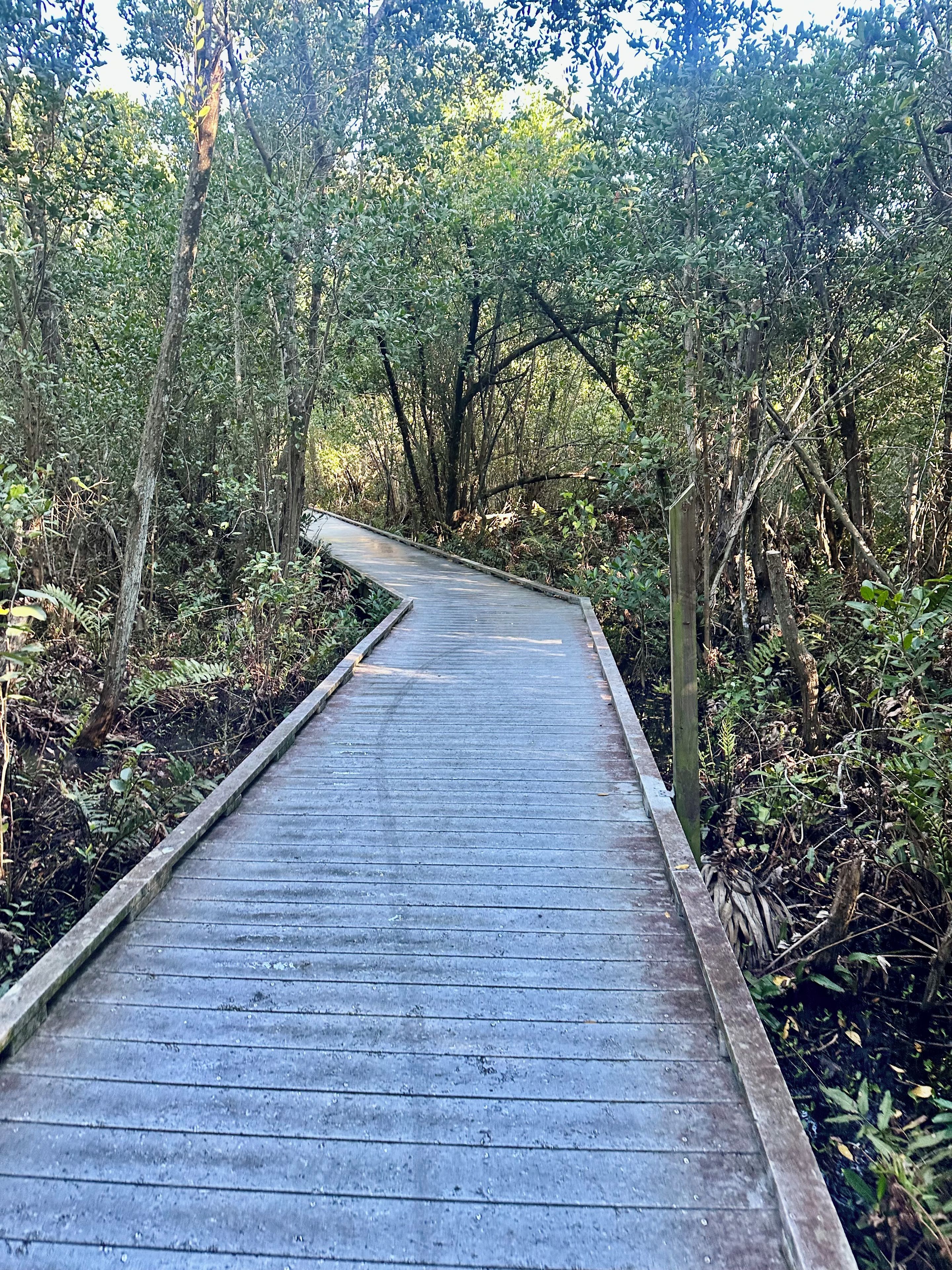 Una passera de fusta que serpenteja per un bosc dens.