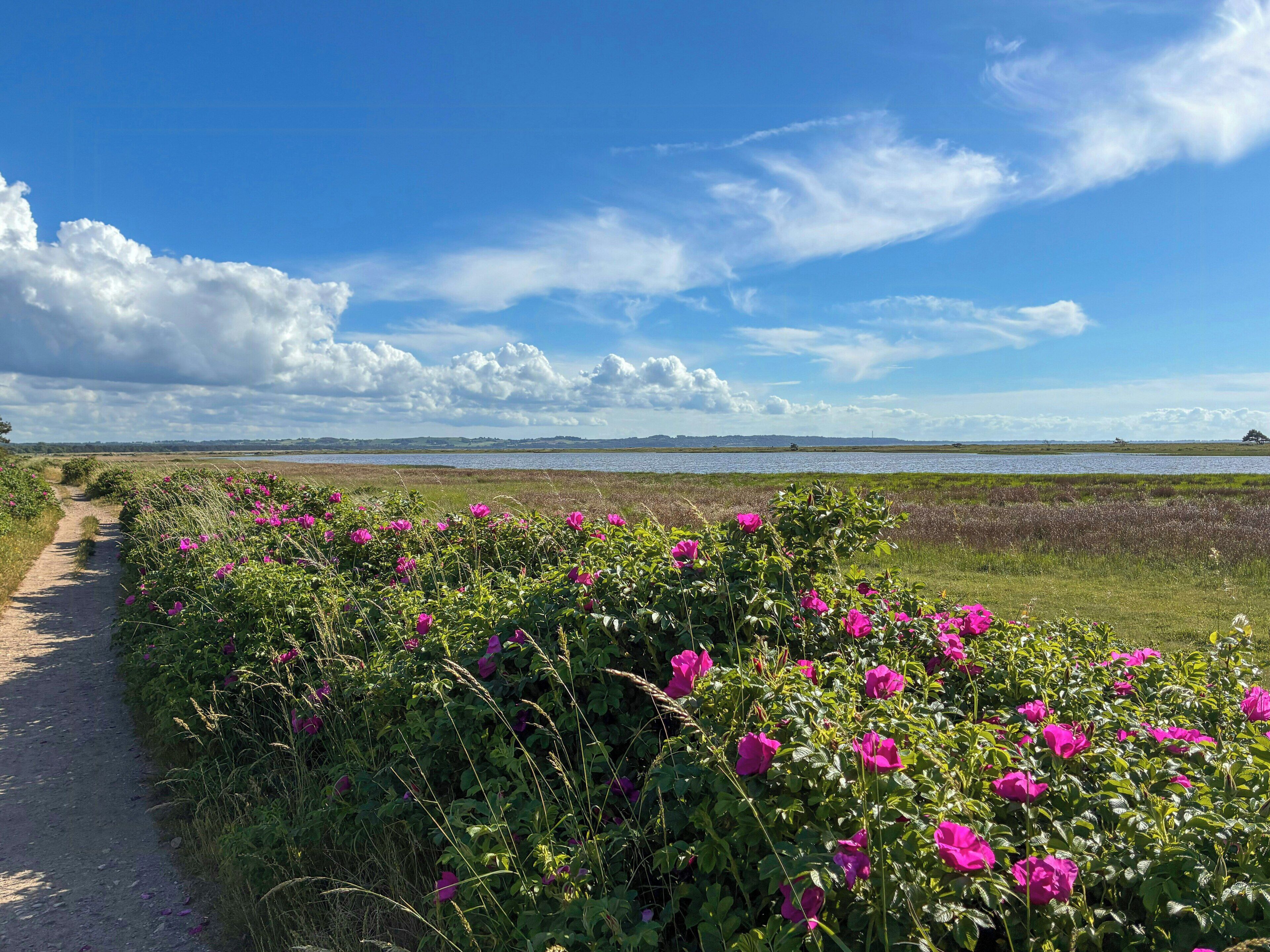 Ein Weg, der zu einem Gewässer mit blauem Himmel und Wolken führt.