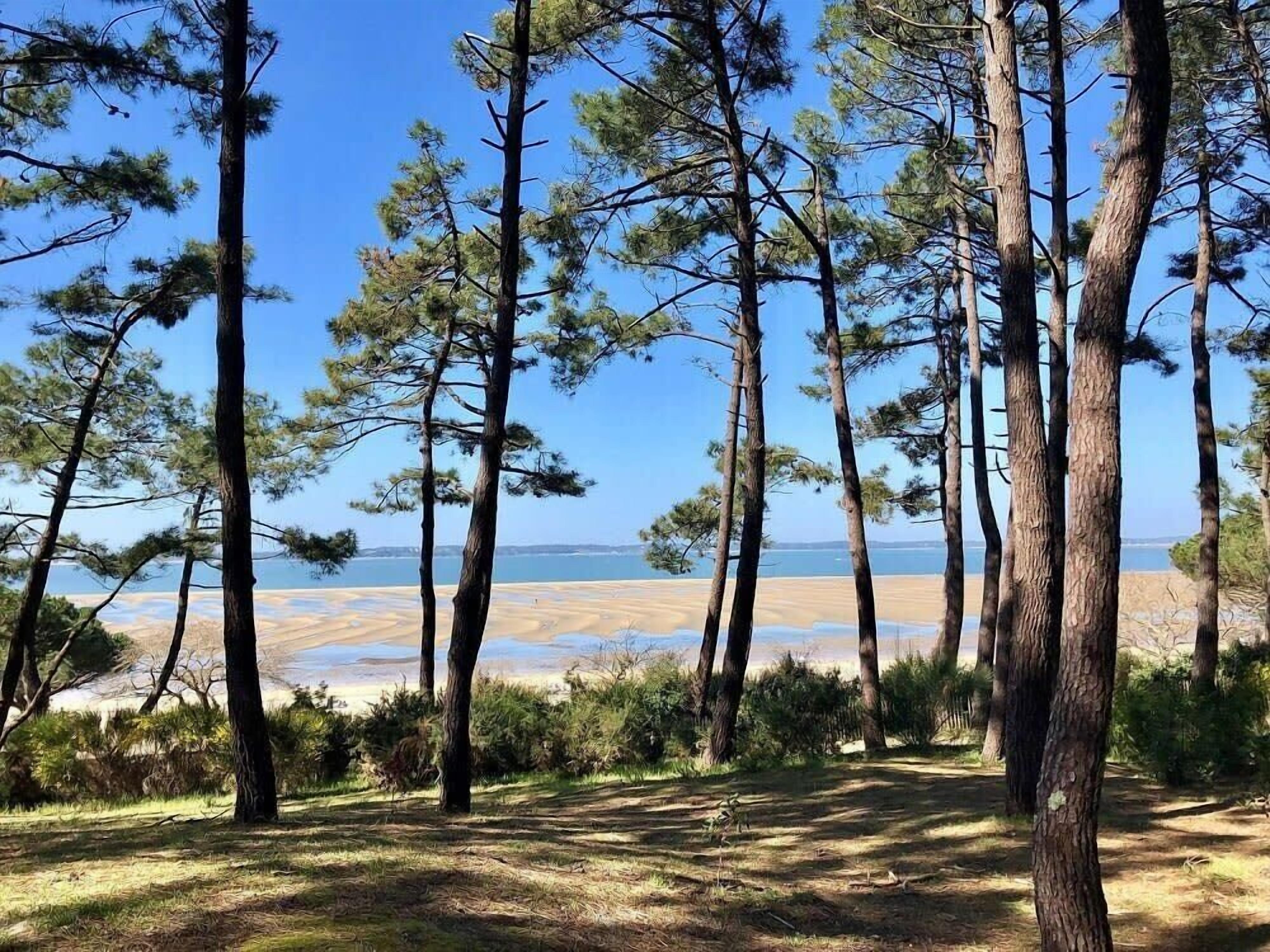 A natural landscape with tall trees and a beach in the background.