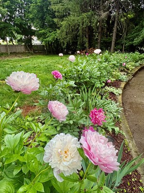 A garden with peonies and other flowers, a paved path, and a wooden fence. - Beautiful Hudson Valley Retreat in the Village of Millerton. (Millerton)