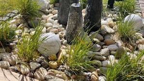 Un jardin avec un chemin de pierres, des rochers et de l’herbe.