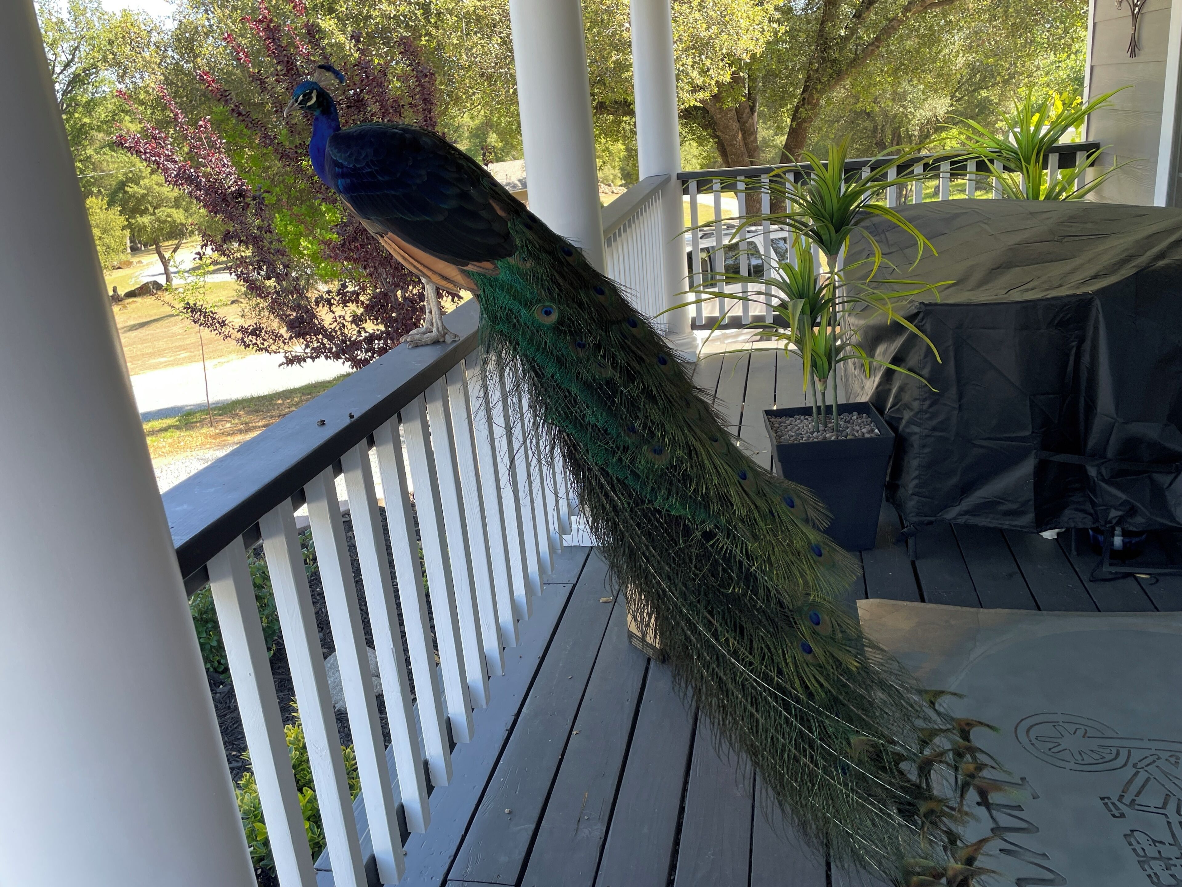 Un pavo real en una terraza de madera con barandas blancas, rodeado de follaje y un área cubierta con una mesa.