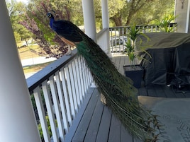 A peacock on a wooden deck with white railings, surrounded by greenery and a covered area with a table.