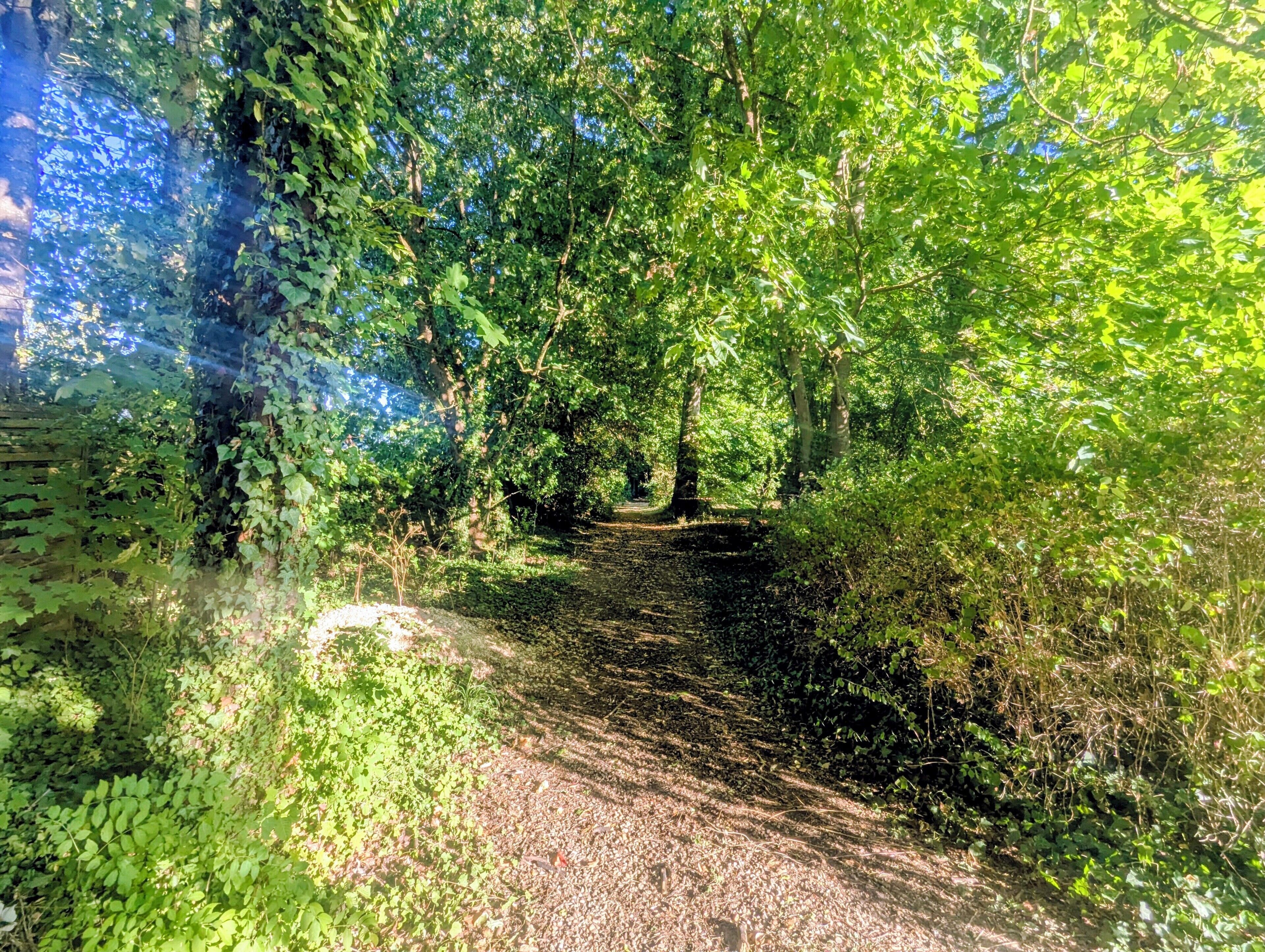 Un sendero serpentea por un área boscosa, con árboles y follaje a ambos lados.