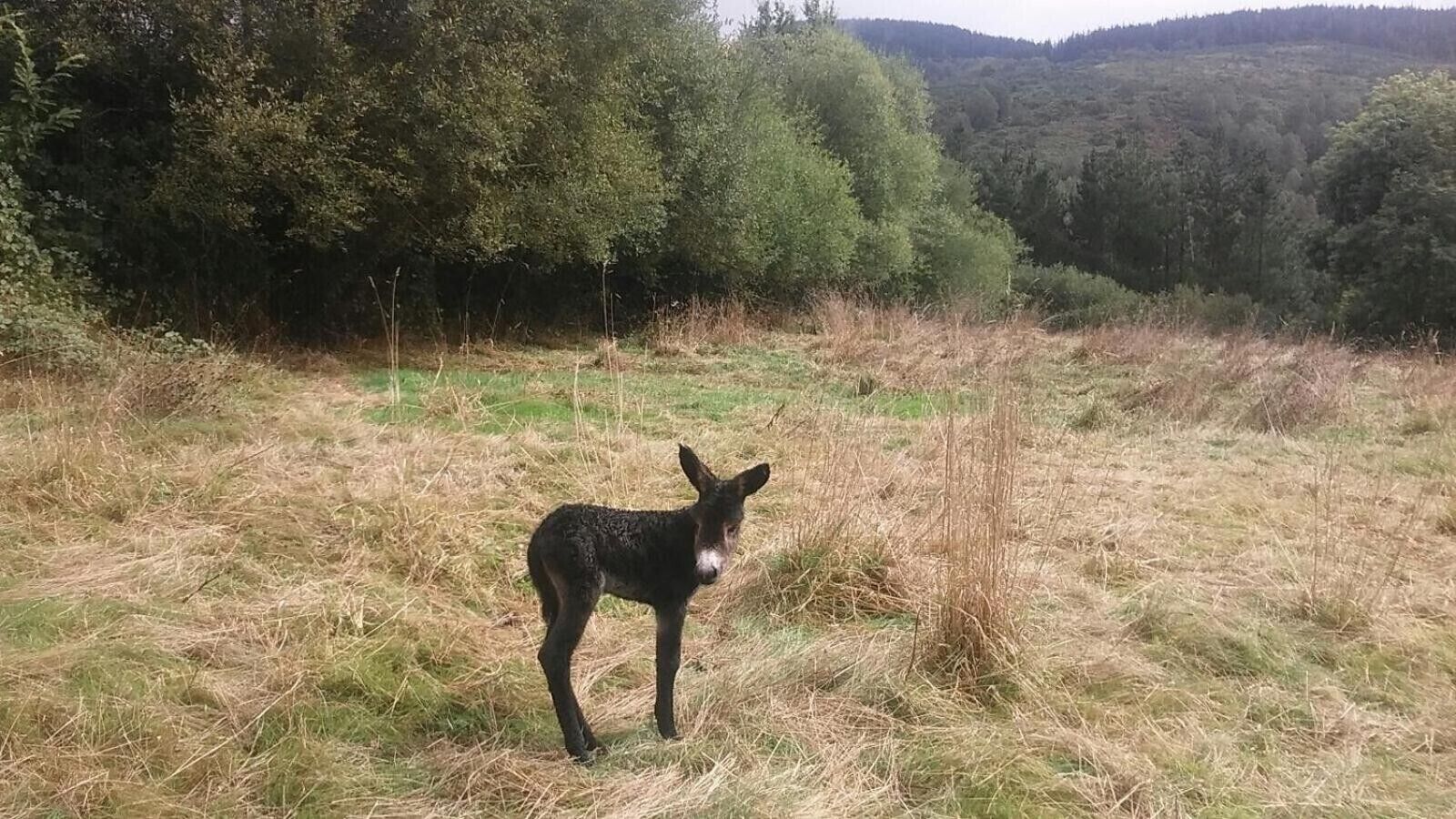 Een ezel in een grasveld met bomen op de achtergrond.