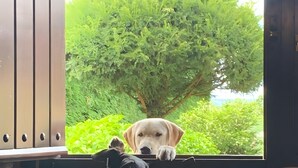 Un perro sentado junto a una ventana con vista a un árbol.