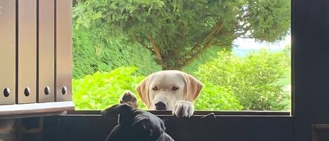 A dog sitting by a window with a view of a tree.