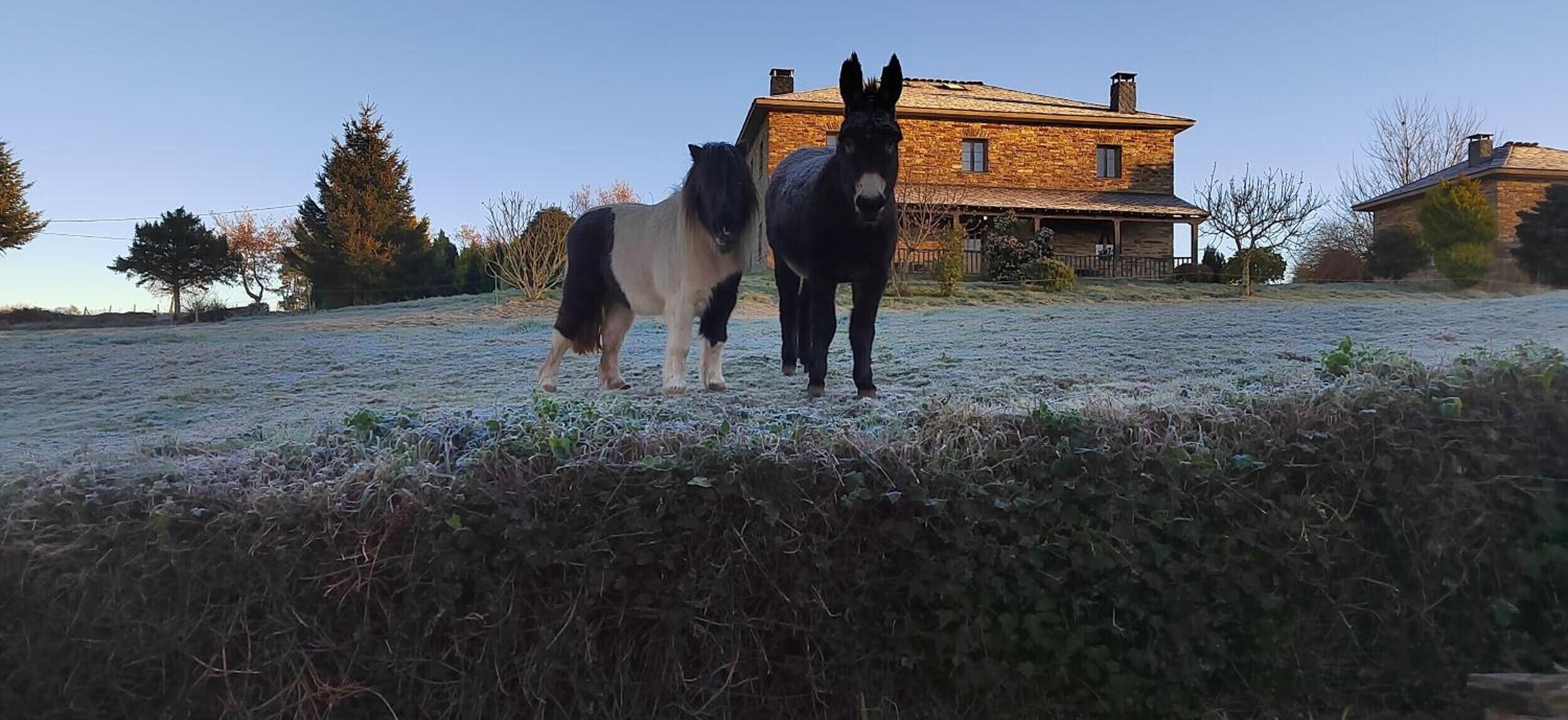 Dos caballos de pie en un campo helado con una casa de piedra al fondo.