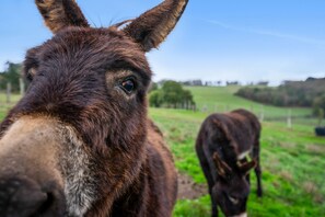 A close-up of a donkey's face with a blurred background of a green field and trees.