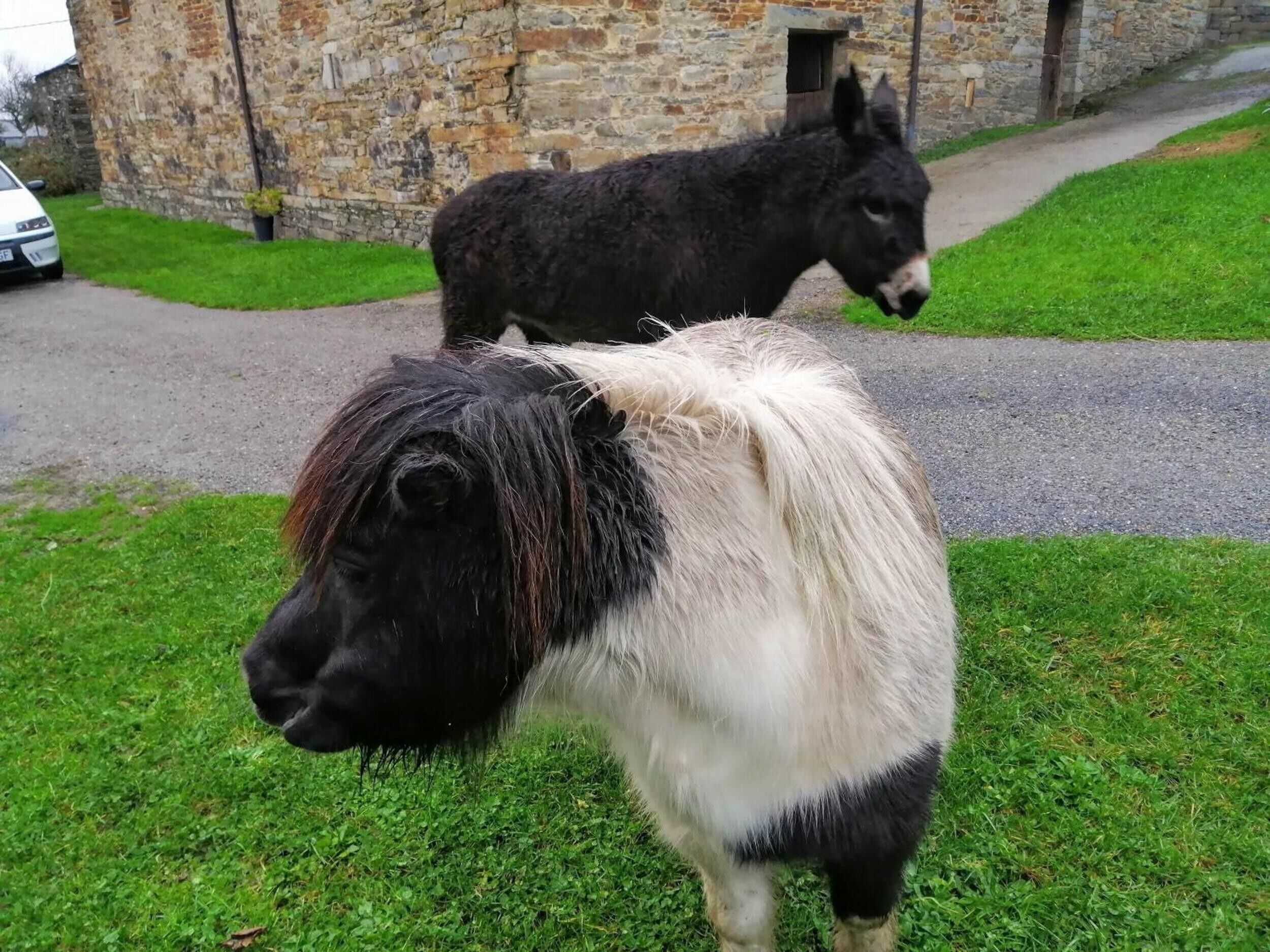 Two donkeys grazing on grass in front of a stone building.