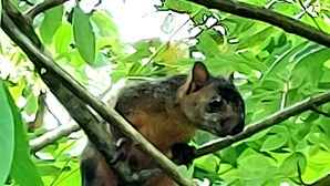 A squirrel on a tree branch. - An unrivalled Location: Situated in the heart of Costa Rica's adventure capital, (Alajuela)