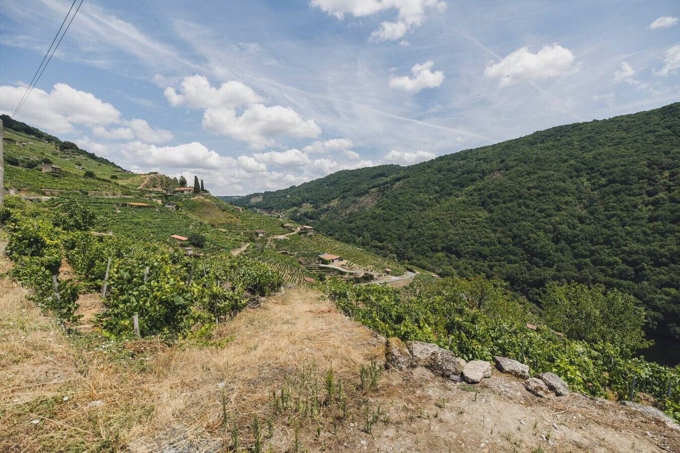 Ein Weinberg mit Rebenreihen, einem Feldweg und einer hügeligen Landschaft.