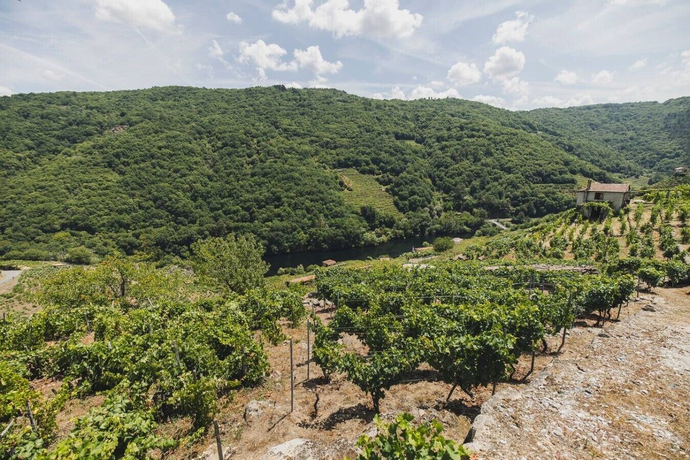 Un vignoble avec des rangées de vignes et un bâtiment en arrière-plan.