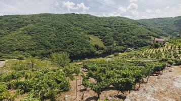 Un vignoble avec des rangées de vignes et un bâtiment en arrière-plan.