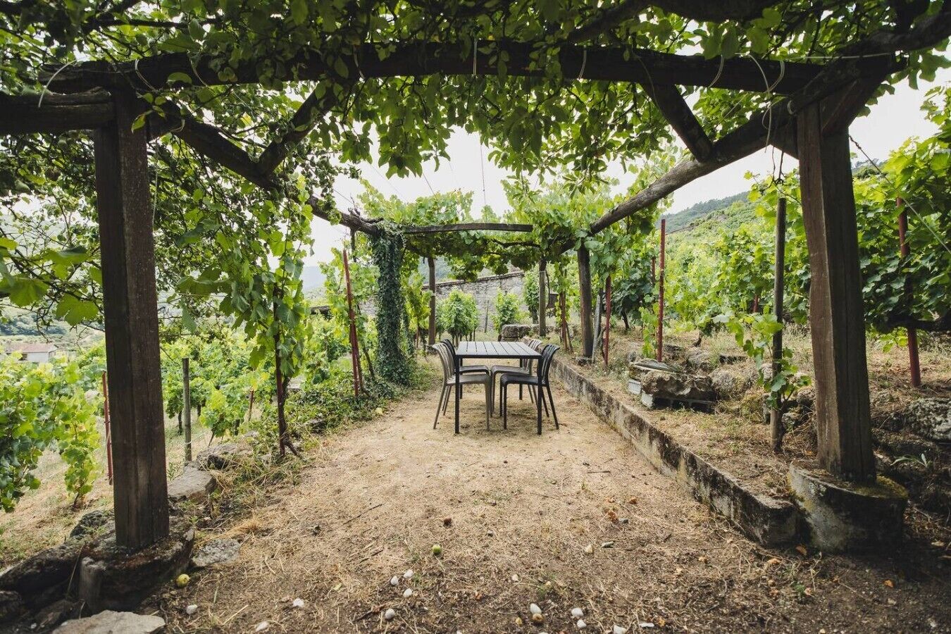 Uma área externa com mesas e cadeiras sob uma pérgola, cercada por parreiras.