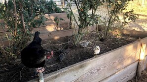 A wooden fence with a chicken and chicks in a garden area. - Harvest Ridge Ranch 5 Bedroom Farmhouse Sleeps 14 (Paso Robles)