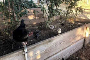 Une clôture en bois, avec une poule et ses poussins, dans un jardin.