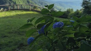 A plant with blue flowers and green leaves in a grassy area with a mountainous landscape in the background. - 6-bedroom mountain home with expansive views in Meadows of Dan, VA (Meadows of Dan)