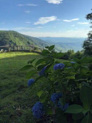 Eine Pflanze mit blauen Blüten und grünen Blättern in einer grasbewachsenen Fläche, im Hintergrund eine Berglandschaft.