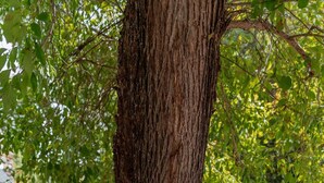 A tree trunk with three metal objects attached to it, surrounded by a garden with purple flowers. - Wild Wild West Railroad Caboose Cabin (Upper Lake)