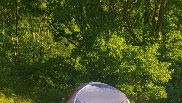 Una carpa montada en un campo cubierto de hierba, con árboles al fondo.