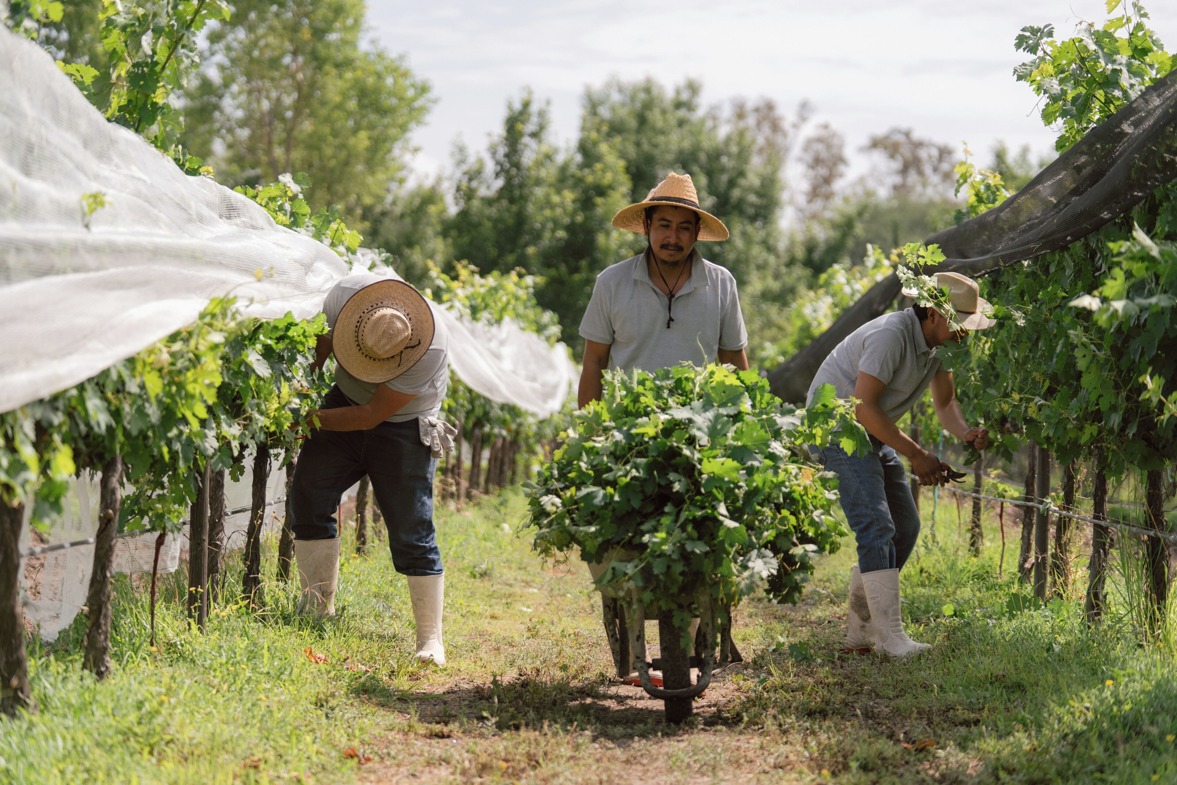Viñedo con hileras de vides y trabajadores cuidando las plantas.