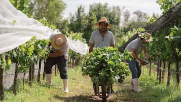 A vineyard with rows of grapevines and workers tending to the plants.