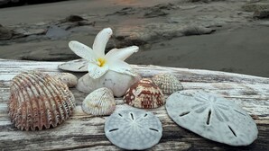 Strandszene bei Sonnenuntergang, mit Muscheln und einer Blume auf einer Holzfläche.