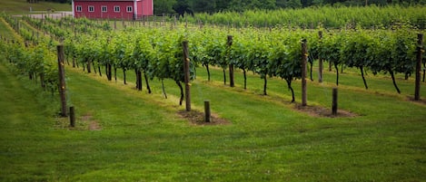A vineyard with rows of grapevines and a red barn in the background.