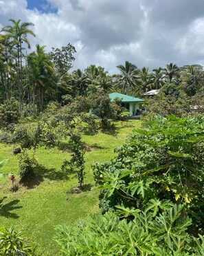 A lush garden with various plants and a small building with a green roof.