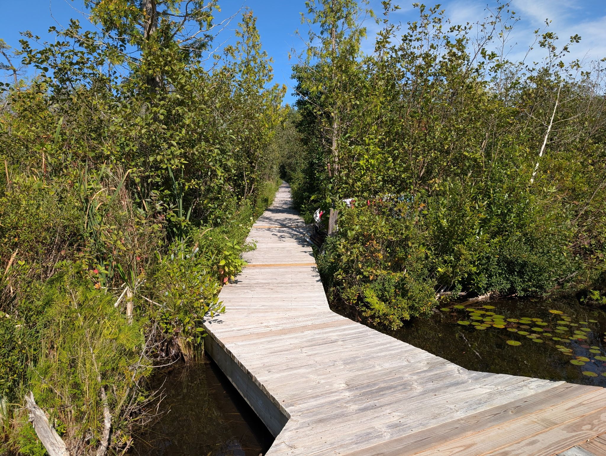Pasarela de madera que atraviesa un bosque denso y verde con cielo despejado.