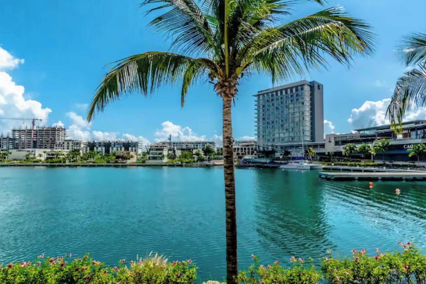Vista al agua con una palmera, agua tranquila y un horizonte urbano con edificios al fondo.