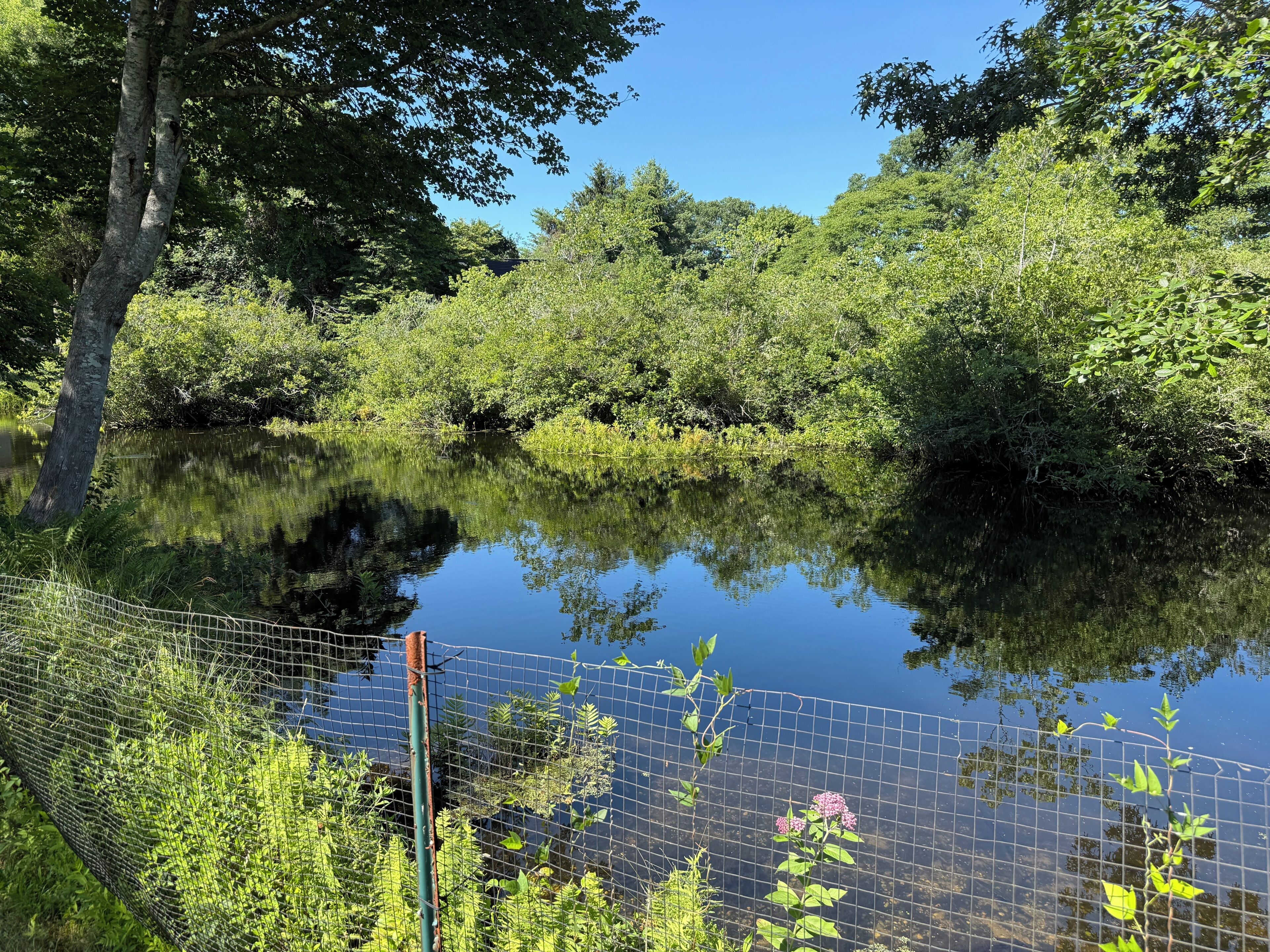 A serene pond surrounded by dense greenery and a wire fence.