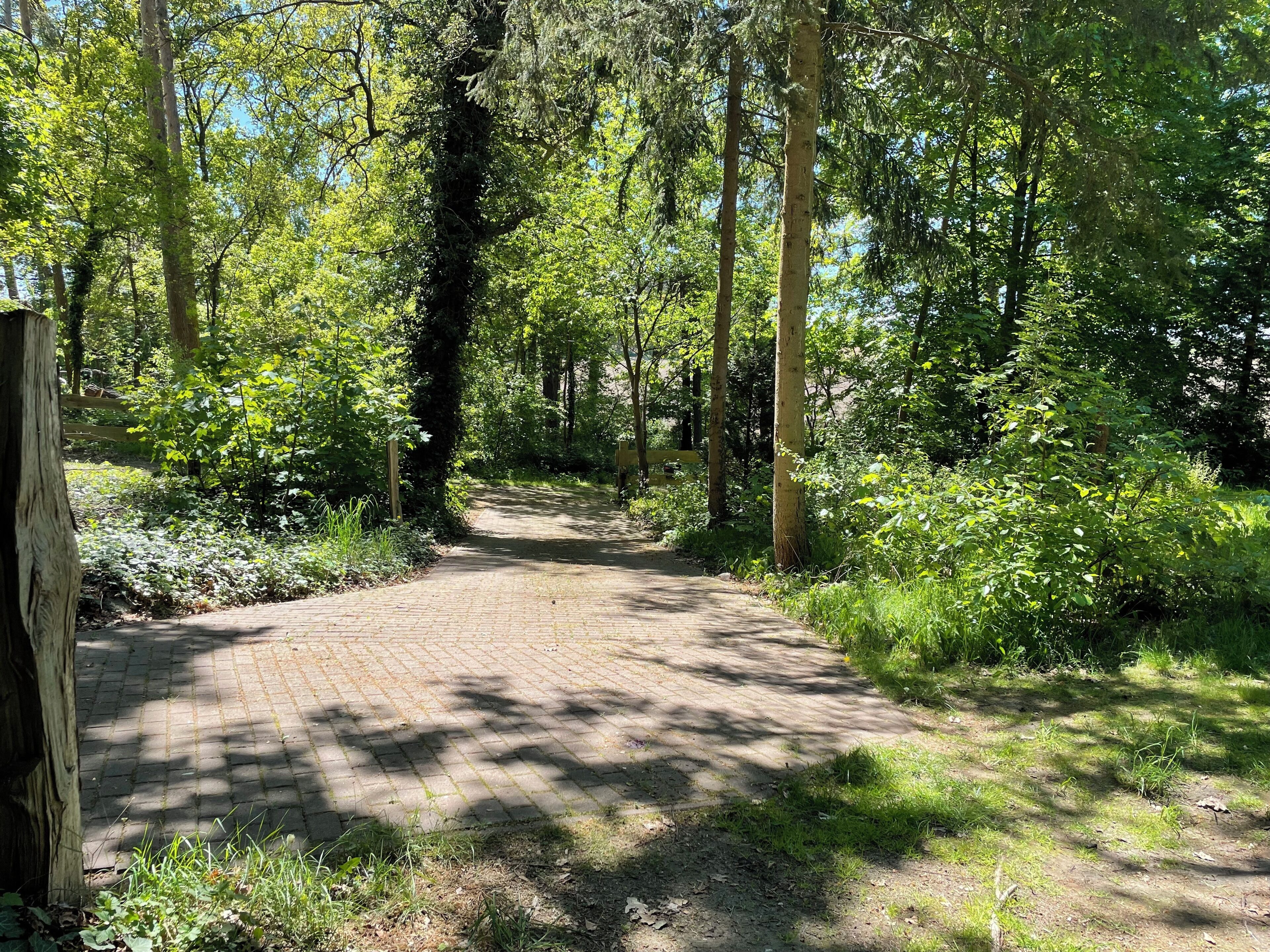 Un sentier pavé traverse une zone boisée, bordée de chaque côté d’arbres et de verdure.
