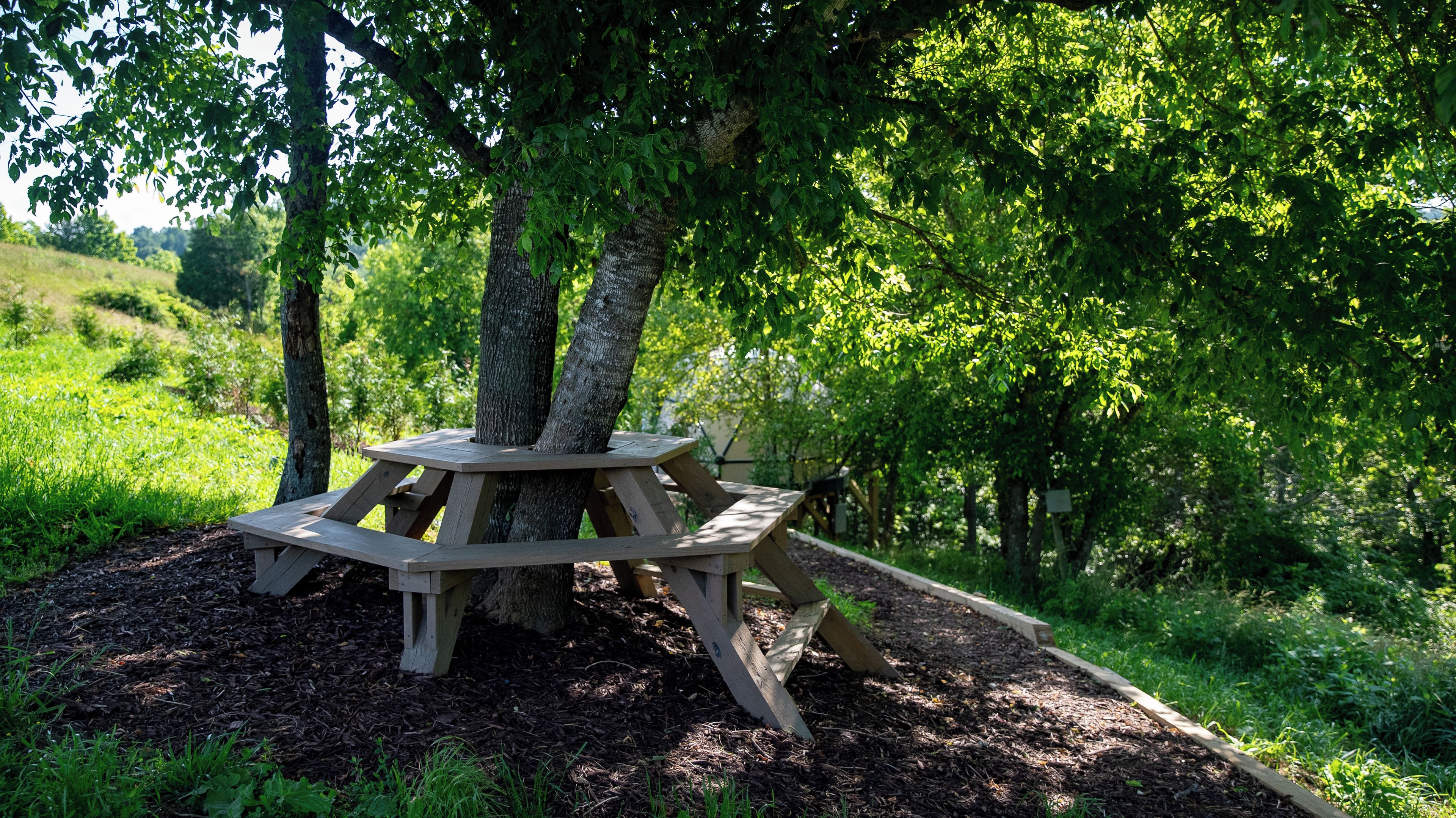 Une table de pique-nique entourée d’arbres, dans un cadre naturel.