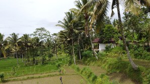 Un paisaje rural con una pequeña casa rodeada de abundante vegetación y palmeras.