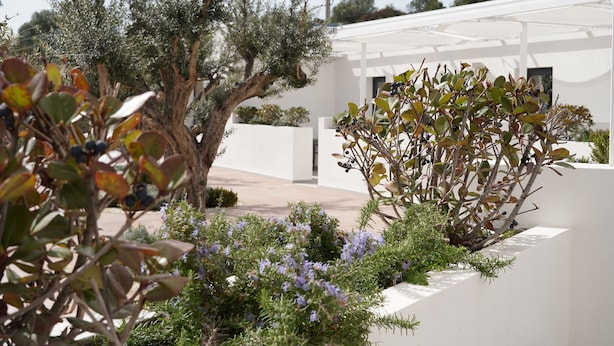 A modern outdoor area with a white building, olive trees, and purple flowering plants. - Tenuta San Marco (Noto)