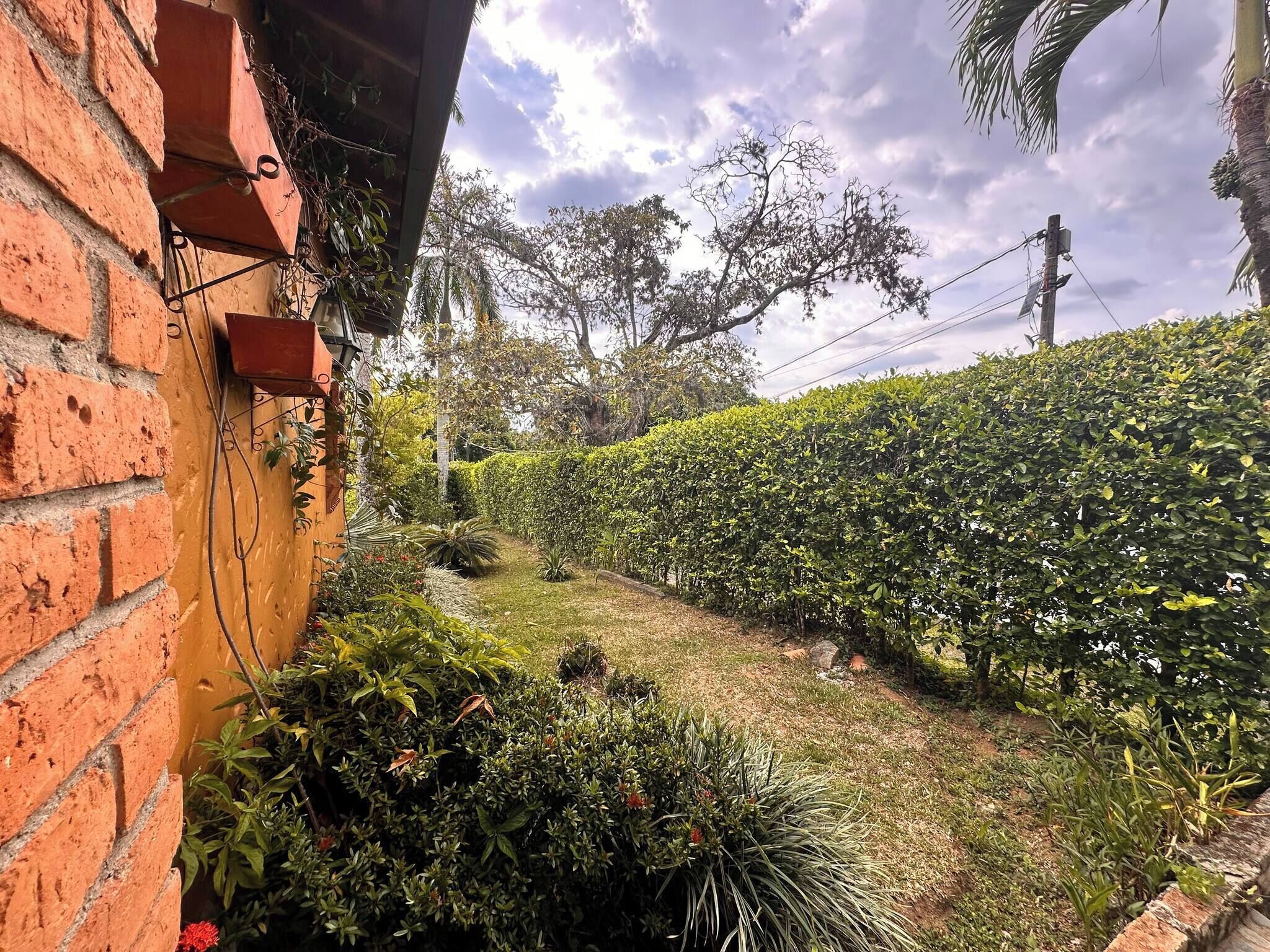 A garden with a brick wall, various plants, and a hedge.