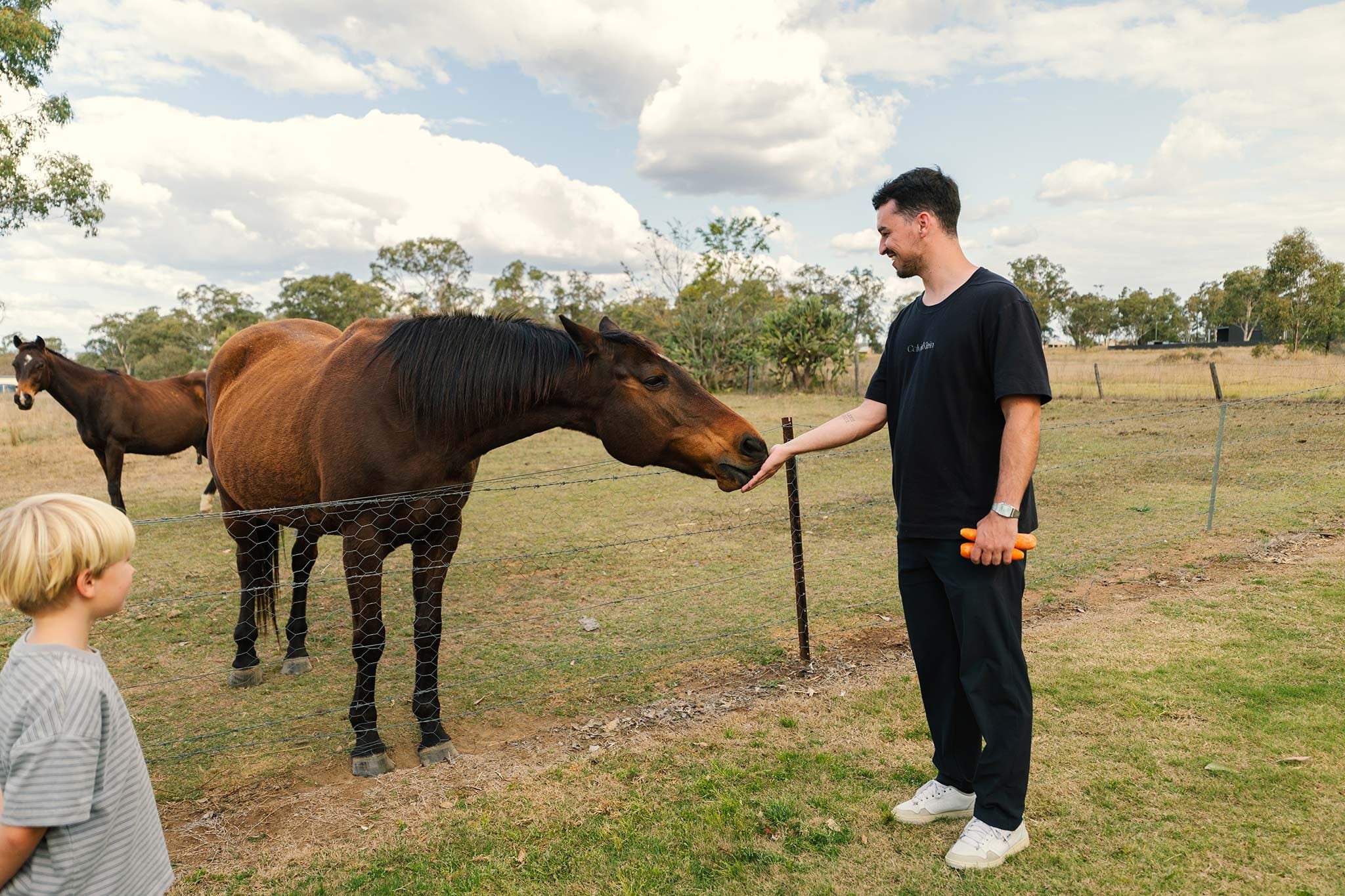 A person feeding a horse in an outdoor setting with a fence and trees in the background.