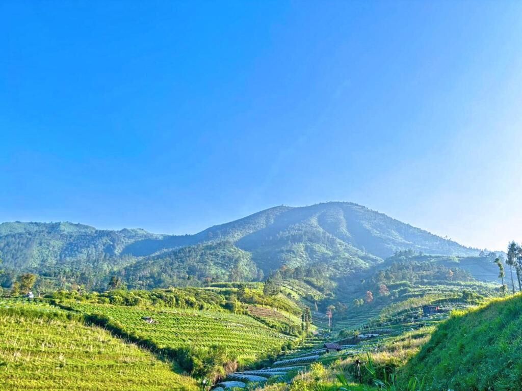 Terraced fields leading to a mountain.