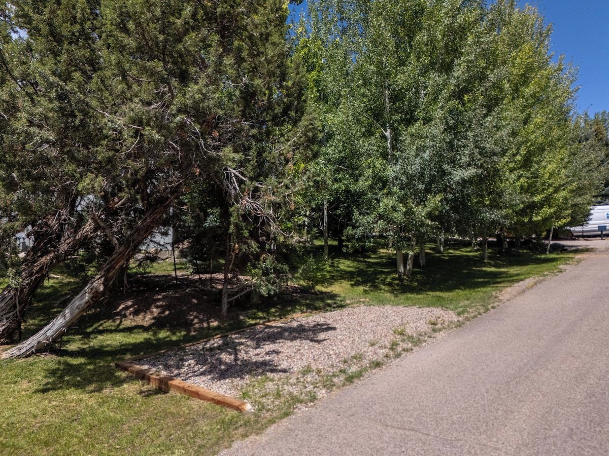 Un chemin de gravier longe une rangée d’arbres, et un arbre abattu se trouve au premier plan.
