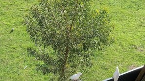 A bird feeder with seeds, a tree, and a grassy area. - Halls Gap Escape Townhouse 4 (Halls Gap)