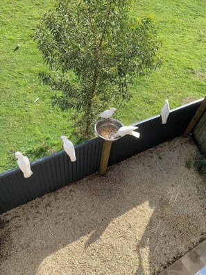 A bird feeder with seeds, a tree, and a grassy area.