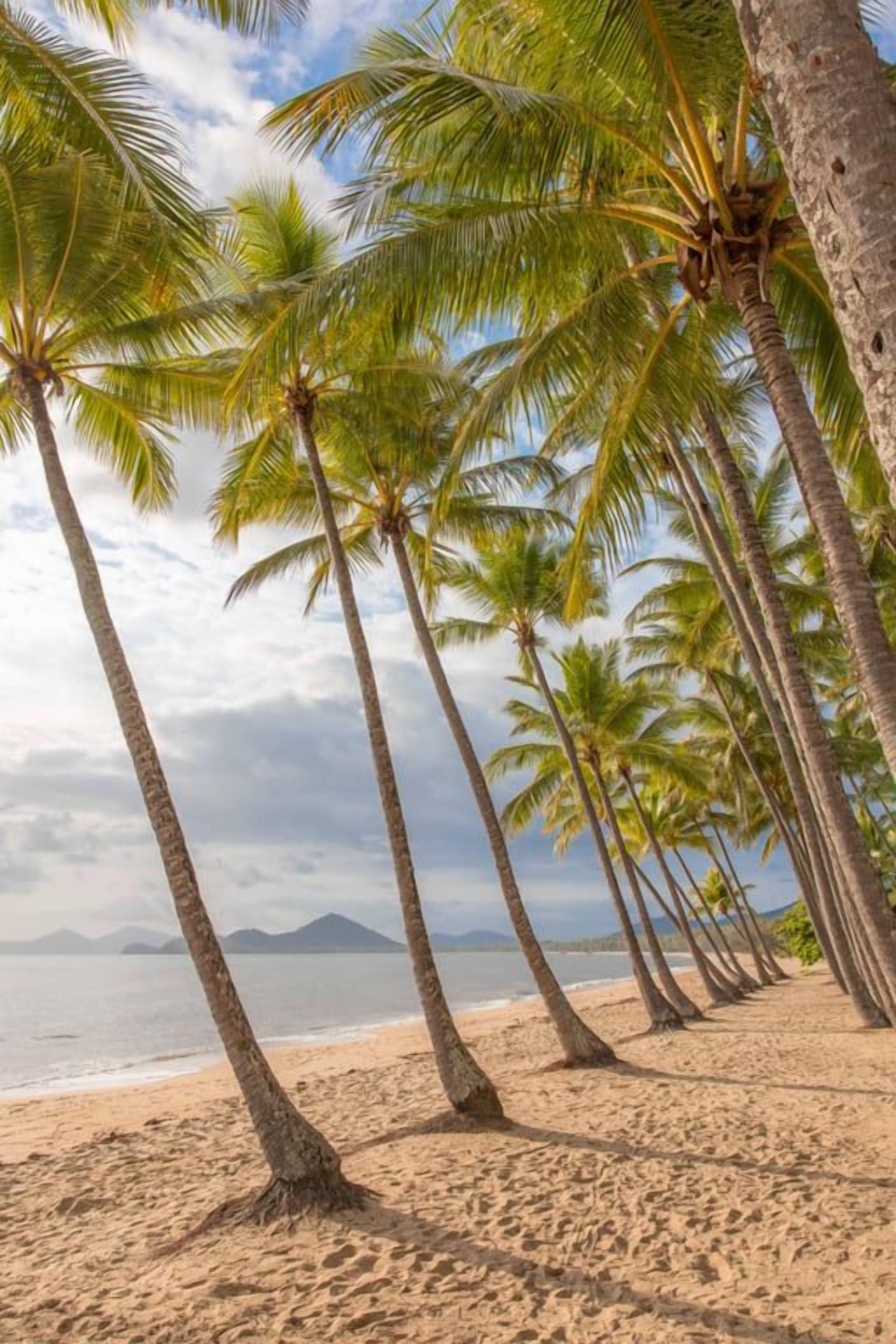A beach with palm trees and a clear sky.