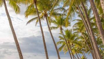 A beach with palm trees and a clear sky.