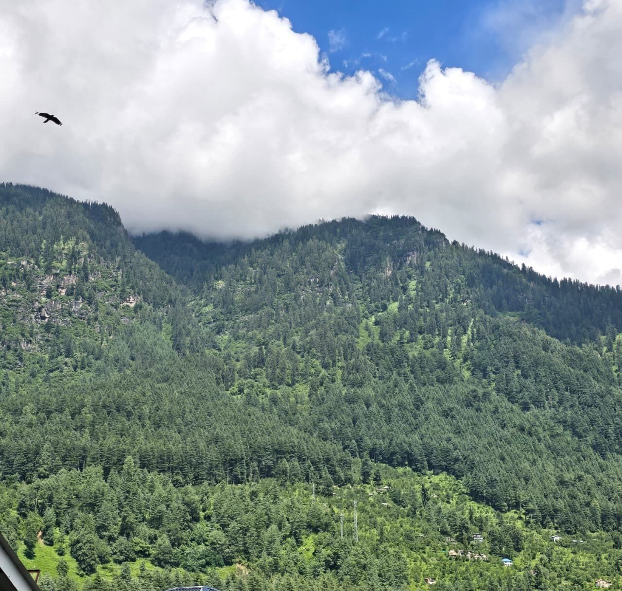 A mountainous landscape with dense forest coverage and a bird flying in the sky.